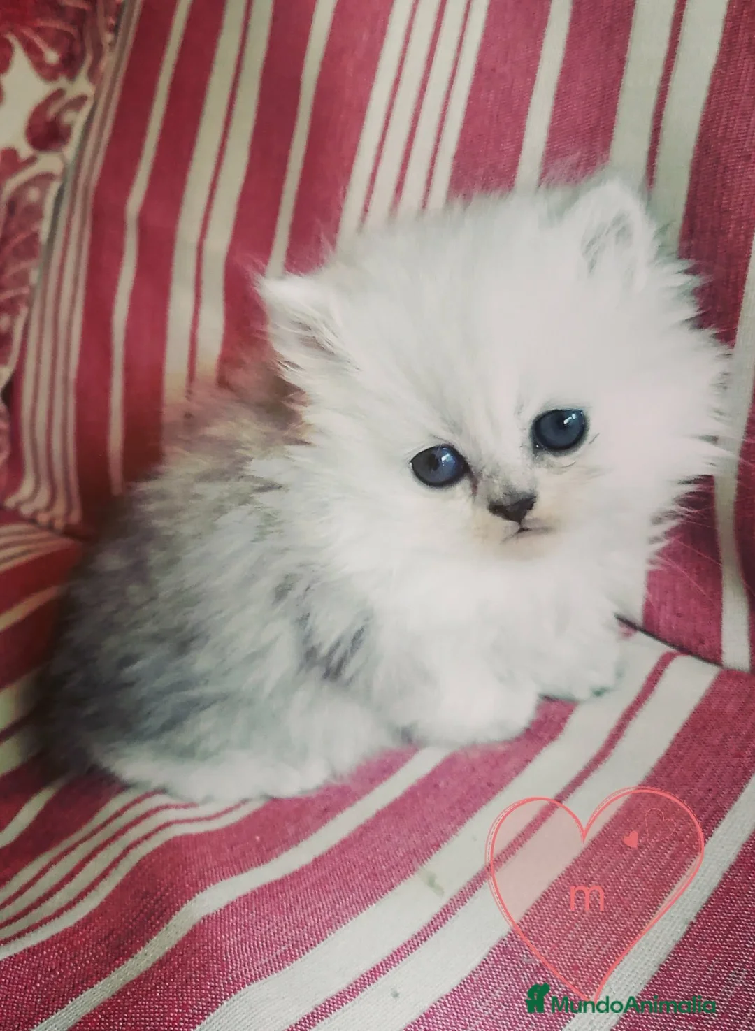 Persa gatos en venta: Persas Chinchillas - Anuncio 2