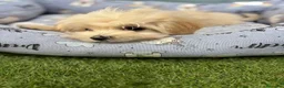 Maltipoo perros en venta: Maltipoo Macho listo para entregar!!! - Anuncio 5