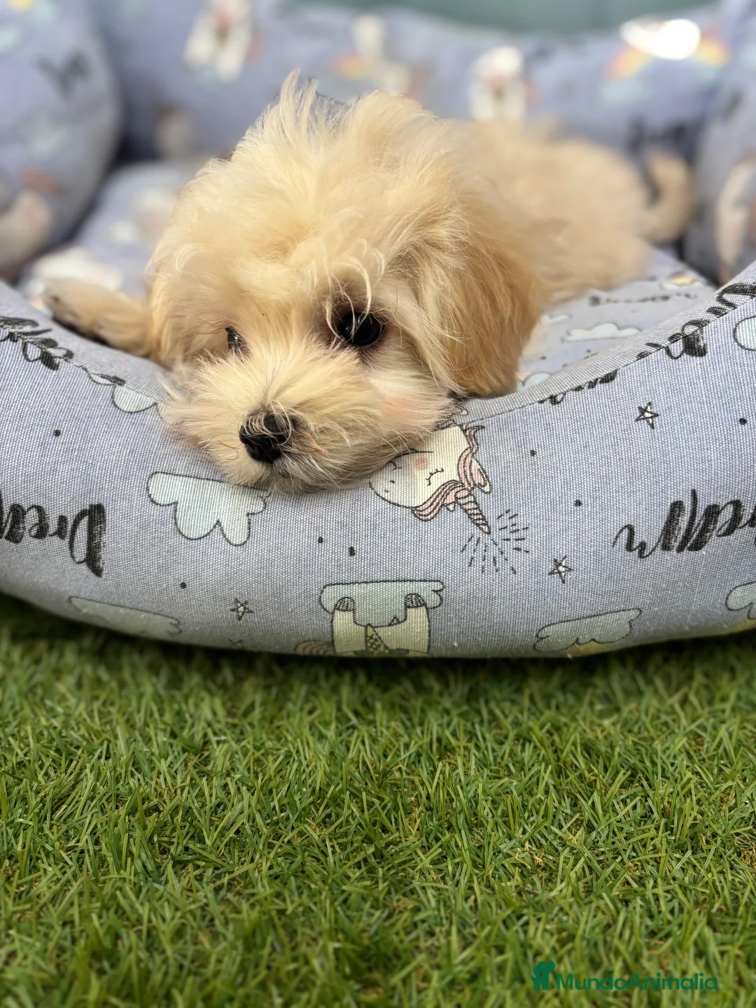 Maltipoo perros en venta: Maltipoo Macho listo para entregar!!! - Anuncio 5