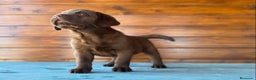 Labrador Retriever perros en venta: Cachorros de labrador choco en Madrid - Anuncio 2