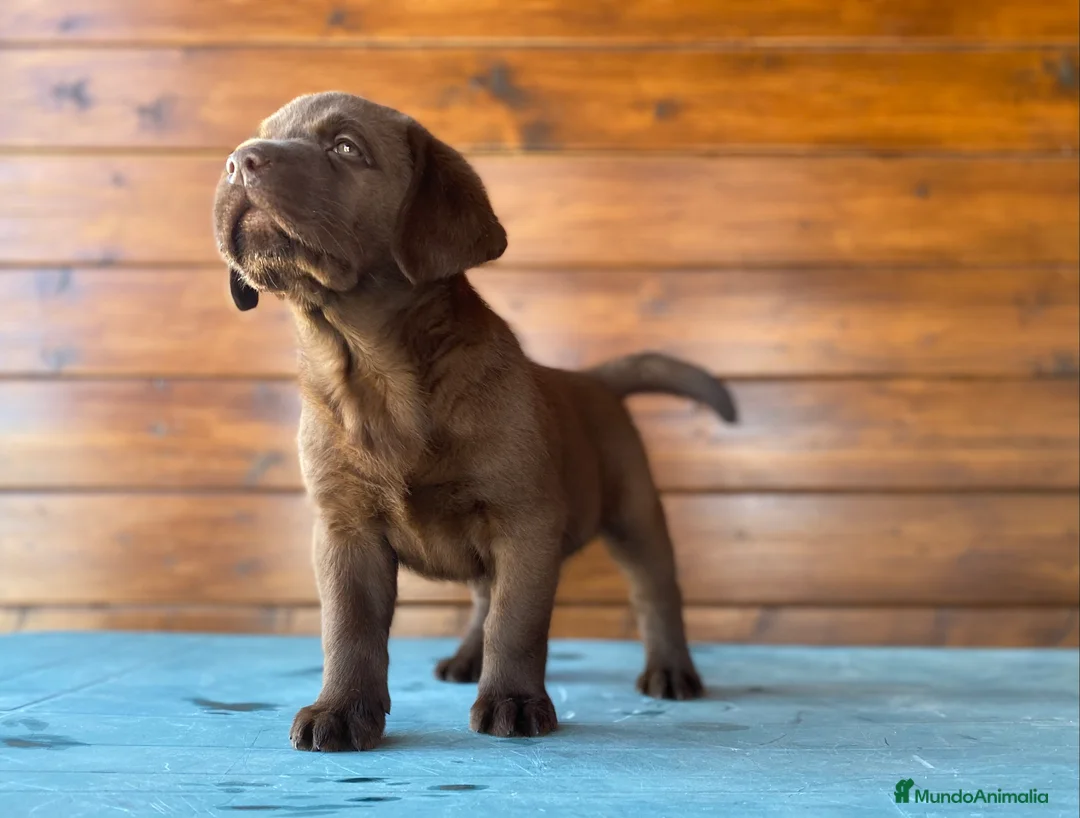 Labrador Retriever perros en venta: Cachorros de labrador choco en Madrid - Anuncio 2