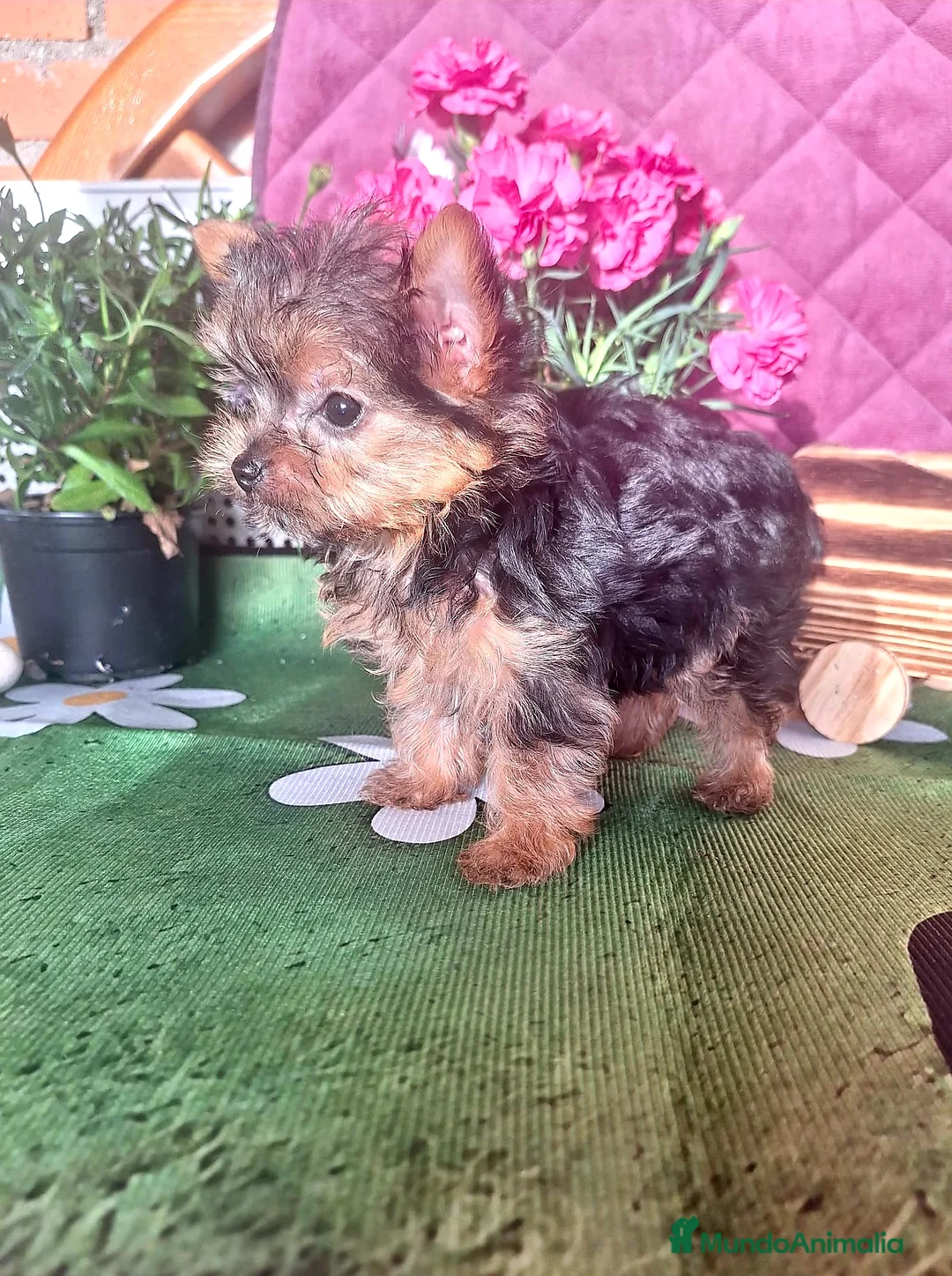 Yorkshire Terrier perros en venta: Cachorro de Yorkshire Toy - Anuncio 3