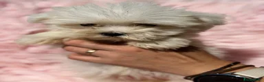 Bichón Maltés 2