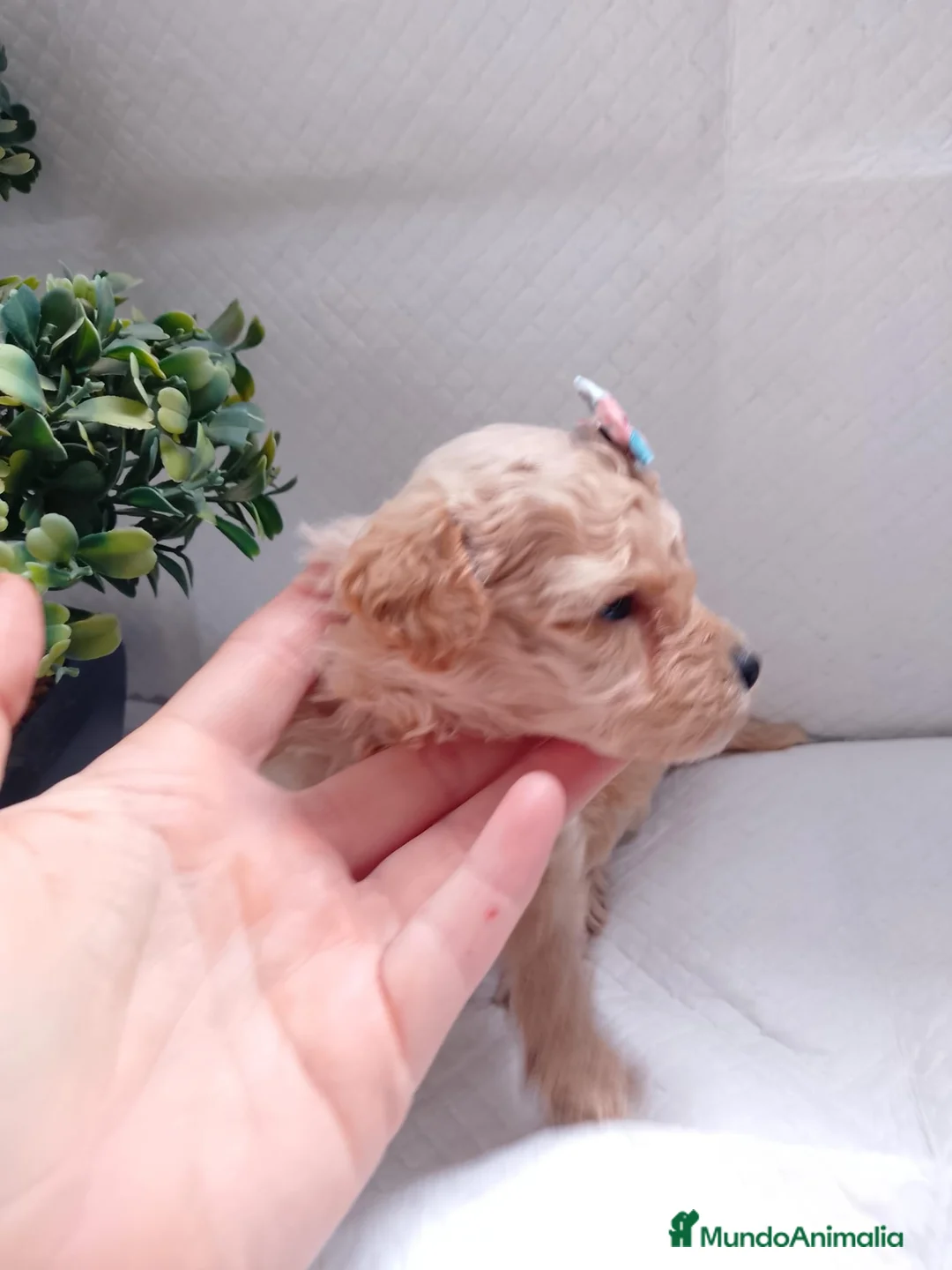 Maltipoo perros en venta: Maltipoo macho  - Anuncio 3