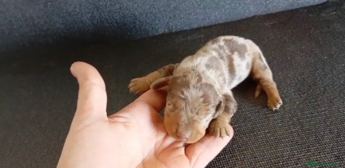 Teckel Miniatura perros Teckel arlequín chocolate - Anuncio 1