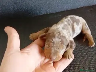 Teckel Miniatura perros Teckel arlequín chocolate - Anuncio 2