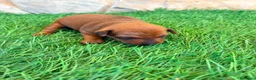 Pinscher Miniatura perros en venta: Pinscher Miniatura roja - Anuncio 18