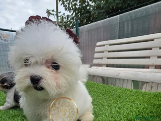 Bichón Maltés perros Bichon maltes - Anuncio 1