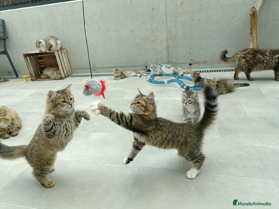 Siberiano gatos en venta: Gatitos Siberianos Hipoalergénicos - Imagen 3