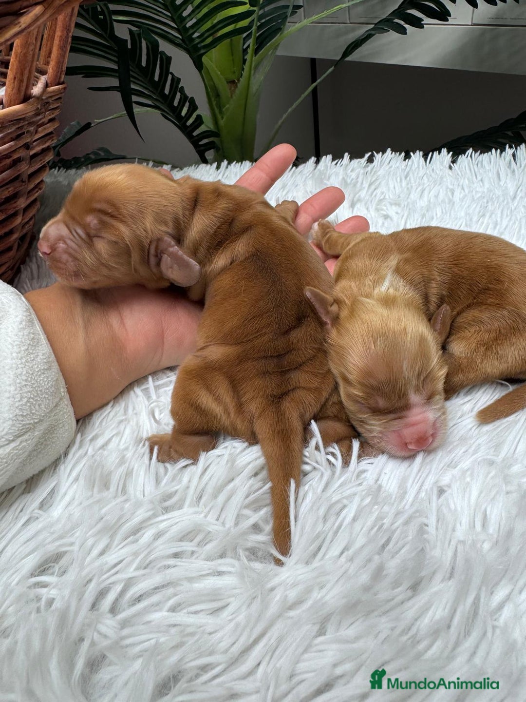 Cocker Spaniel Inglés perros en venta: COCKER SPANIEL INGLES - Anuncio 5