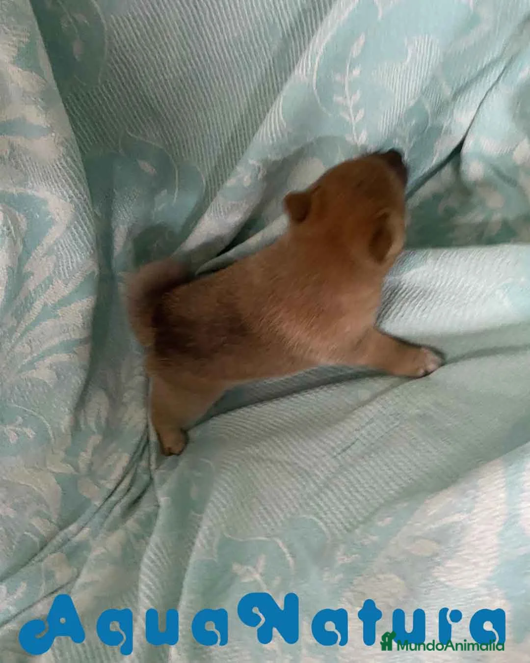 Shiba Inu perros en venta: Shiba Inu Hembra de Melani y Silvio AQUANATURA - Anuncio 5