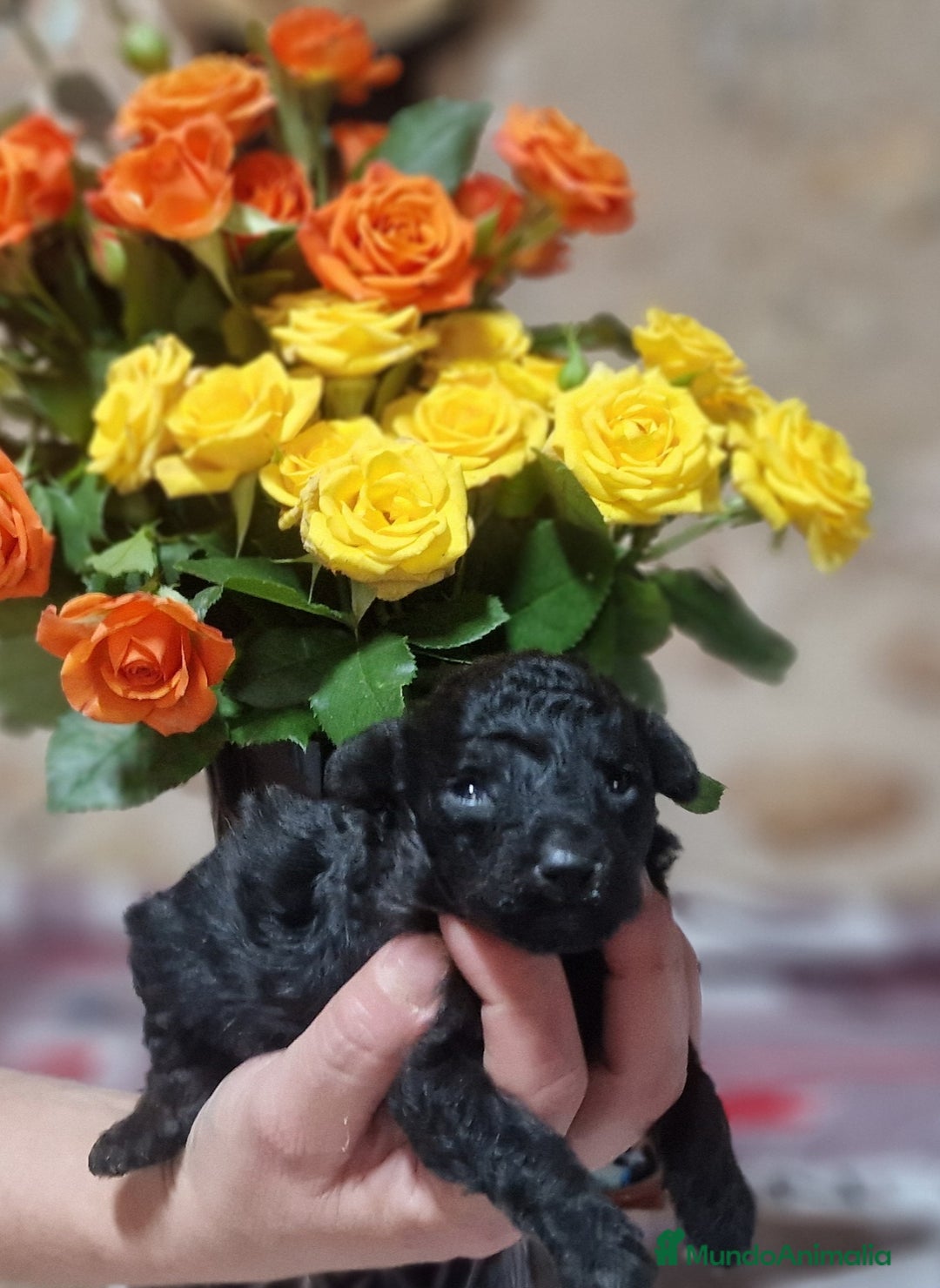 Caniche Toy perros en venta: Preciosos caniches phantom  - Anuncio 2