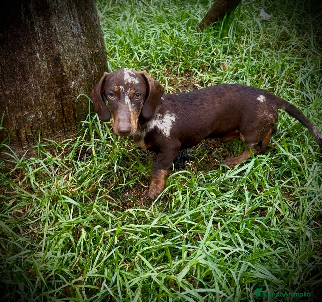 Teckel Miniatura perros Teckel mini arlequín chocolate  - Anuncio 2