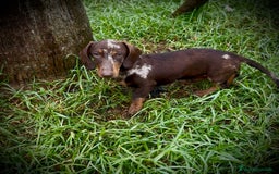 Teckel Miniatura perros en venta: Teckel mini arlequín chocolate  - Imagen 1