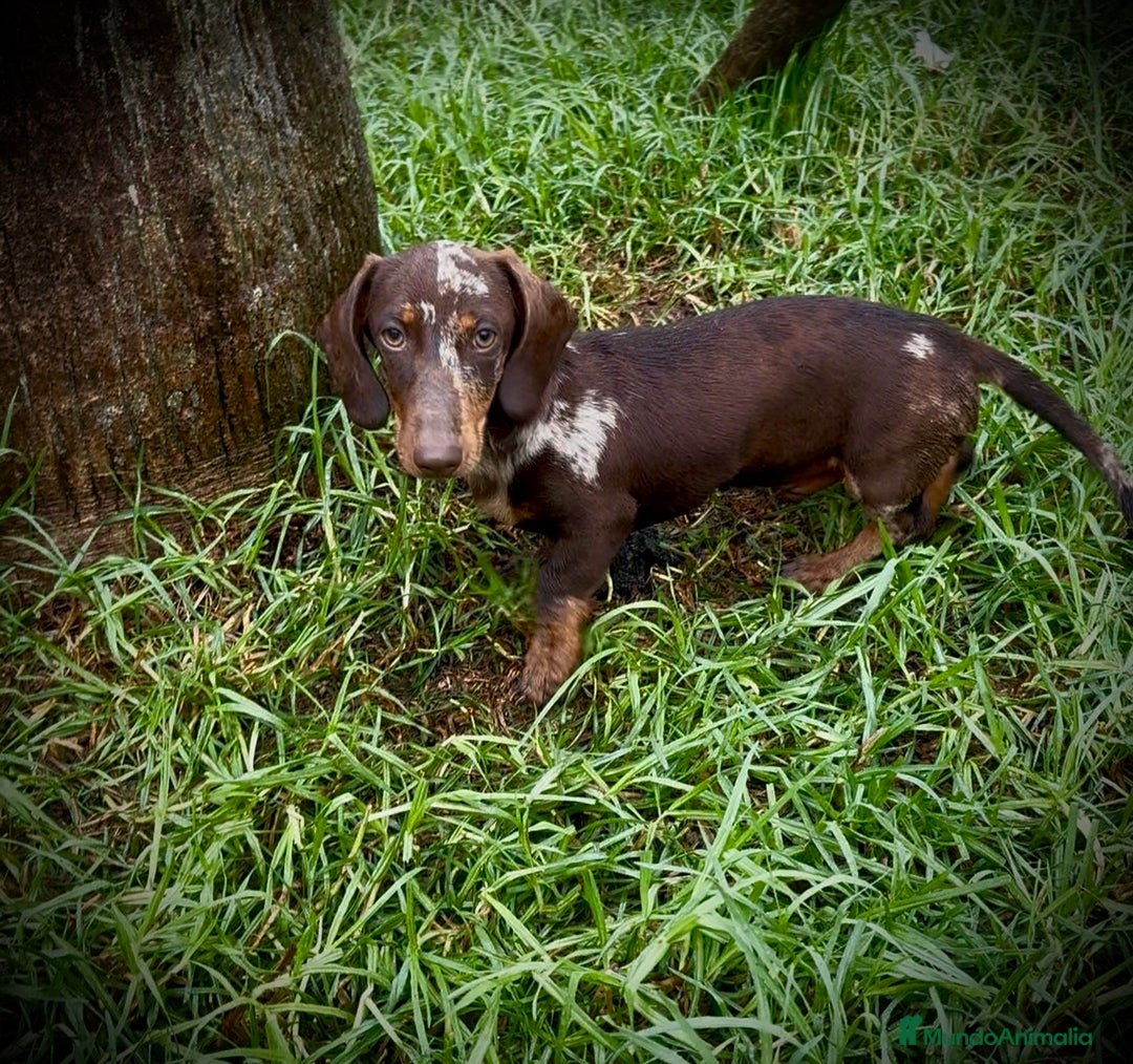 Teckel Miniatura perros en venta: Teckel mini arlequín chocolate  - Imagen 1