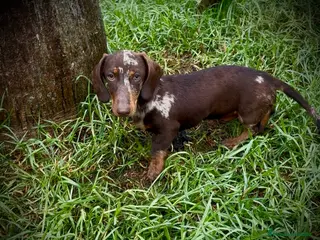 Teckel Miniatura perros Teckel mini arlequín chocolate - Anuncio 2