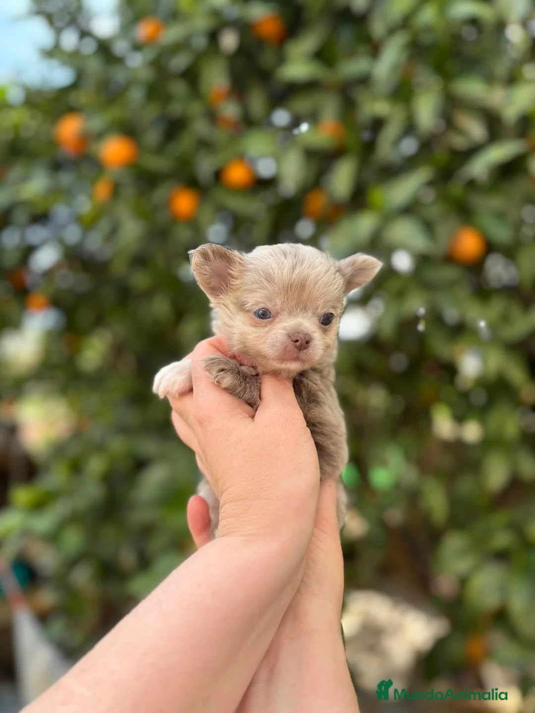 Chihuahua perros en venta: Machito Merle lilac  - Anuncio 1