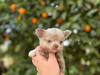 Chihuahua perros Machito Merle lilac - Anuncio 1