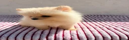 Pomerania perros en venta: Lulu Pomerania toy  - Anuncio 5