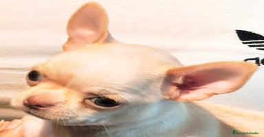 Chihuahua perros Precioso cachorro chihuahua  - Anuncio 12