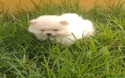 Pomerania perros en venta: Pomerania  - Imagen 1