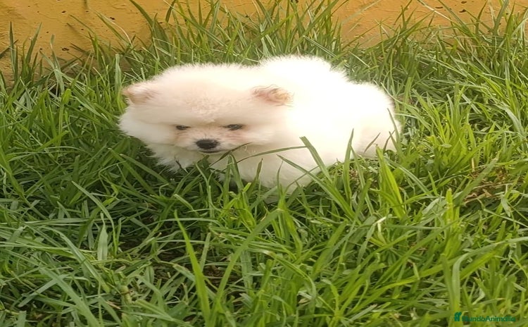 Pomerania perros - Anuncio 3