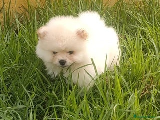 Pomerania perros - Anuncio 25