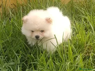 Pomerania perros Pomerania - Anuncio 19