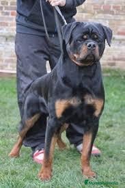 Rottweiler perros Cahorro Rottweiler - Anuncio 1