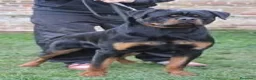 Rottweiler perros en venta: Cahorro Rottweiler - Anuncio 1