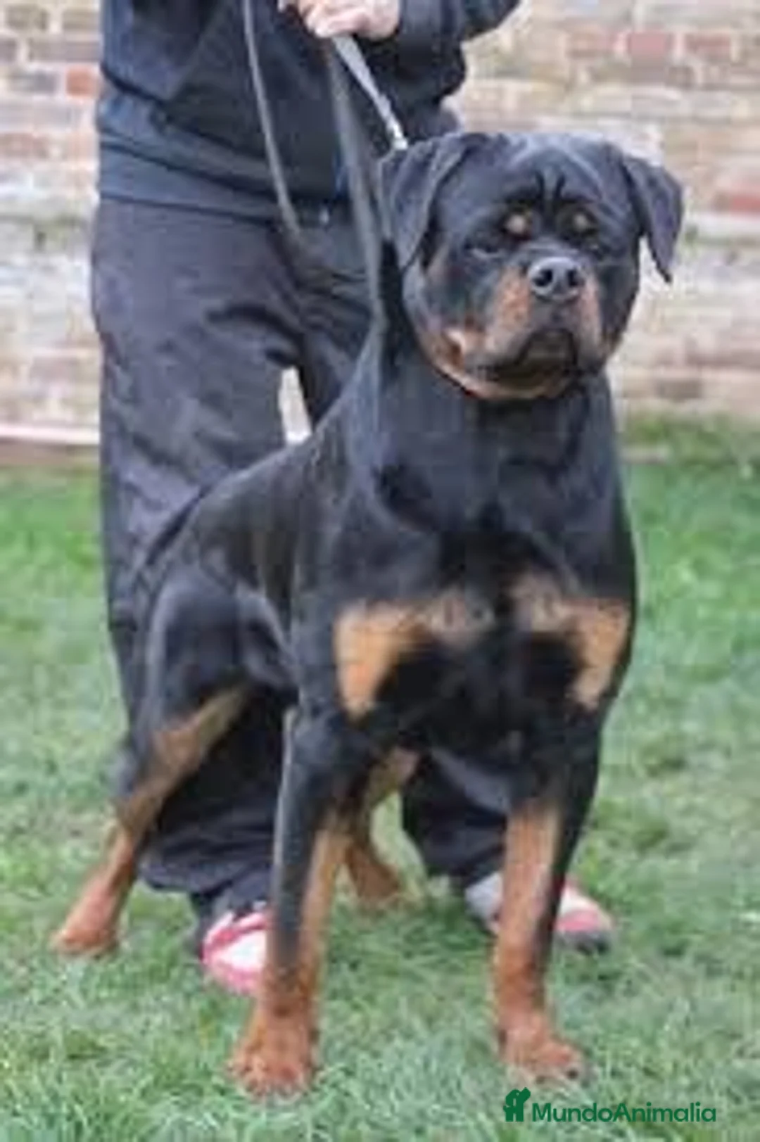 Rottweiler perros en venta: Cahorro Rottweiler - Anuncio 1