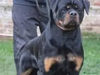 Rottweiler perros Cahorro Rottweiler - Anuncio 1