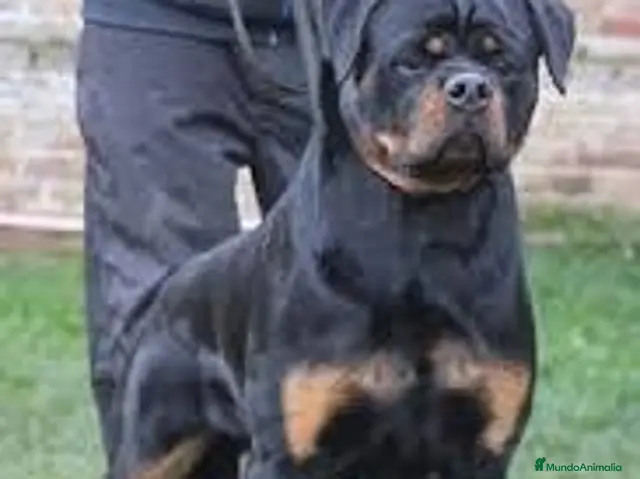 Rottweiler perros Cahorro Rottweiler - Anuncio 1
