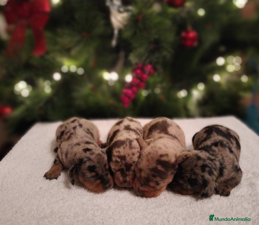 Teckel Miniatura perros en venta: Cachorros de teckel Arlequin miniatura  - Anuncio 7