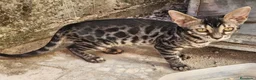 Bengalí gatos en venta: Bengali - Anuncio 3