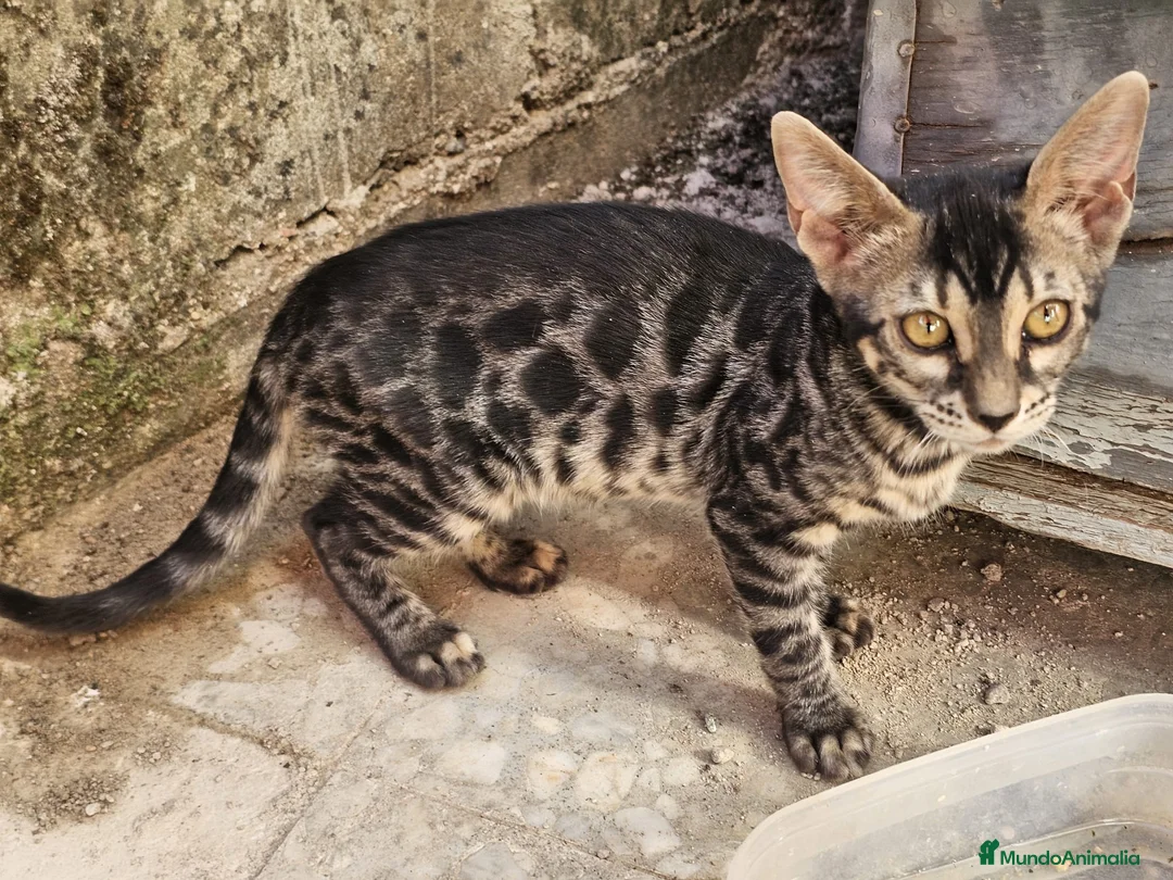 Bengalí gatos en venta: Bengali - Anuncio 3
