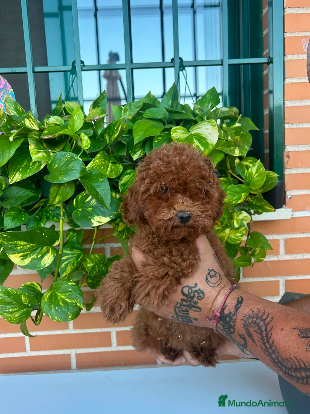 Caniche Enano perros en venta: Caniche enano  - Anuncio 2