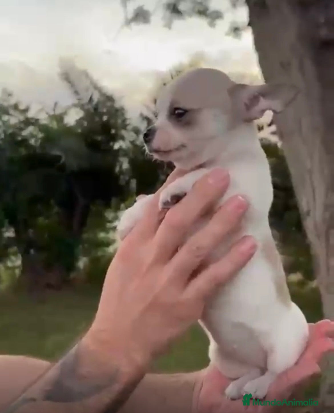 Chihuahua perros Hembras Chihuhuas  - Anuncio 1