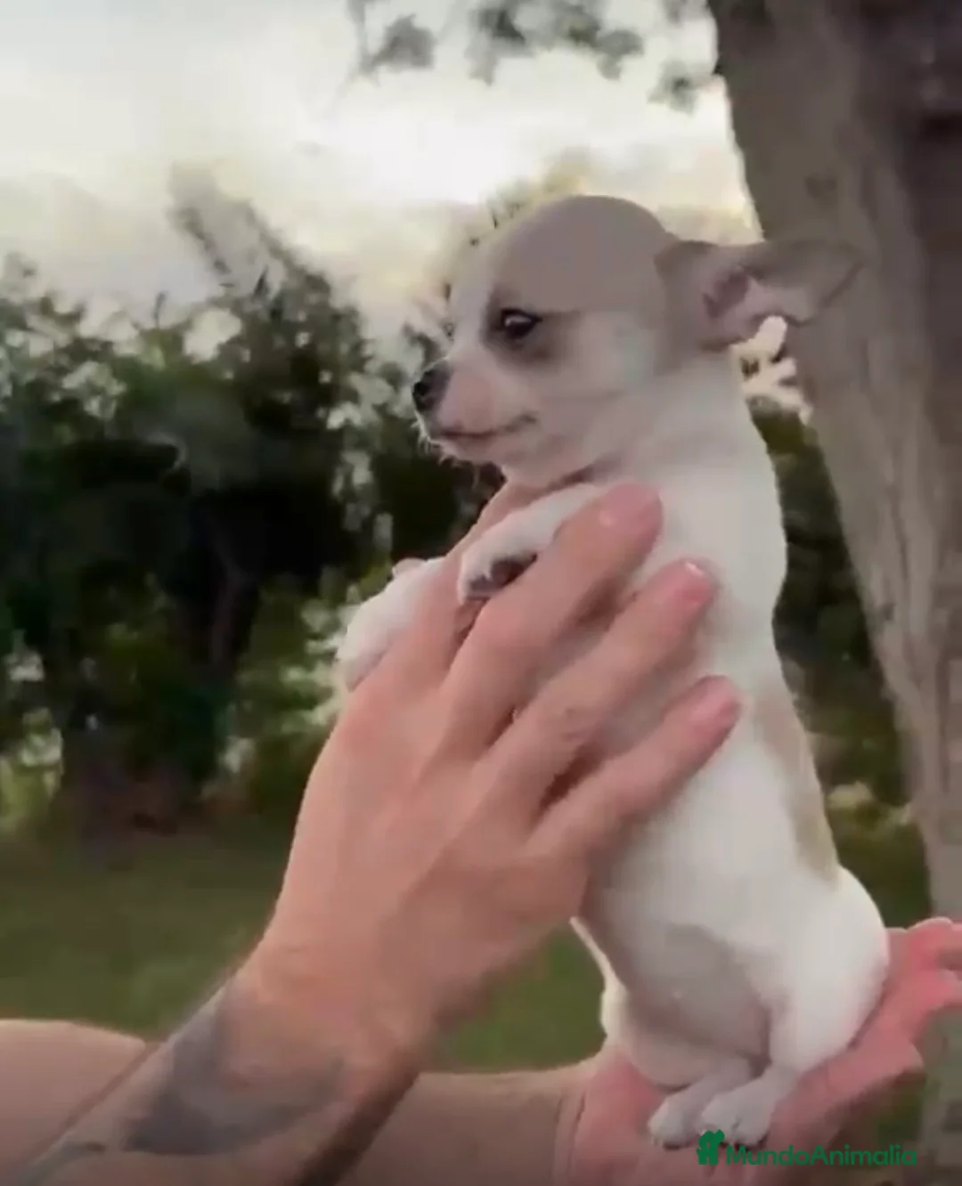 Chihuahua perros en venta: Hembras Chihuhuas  - Anuncio 1