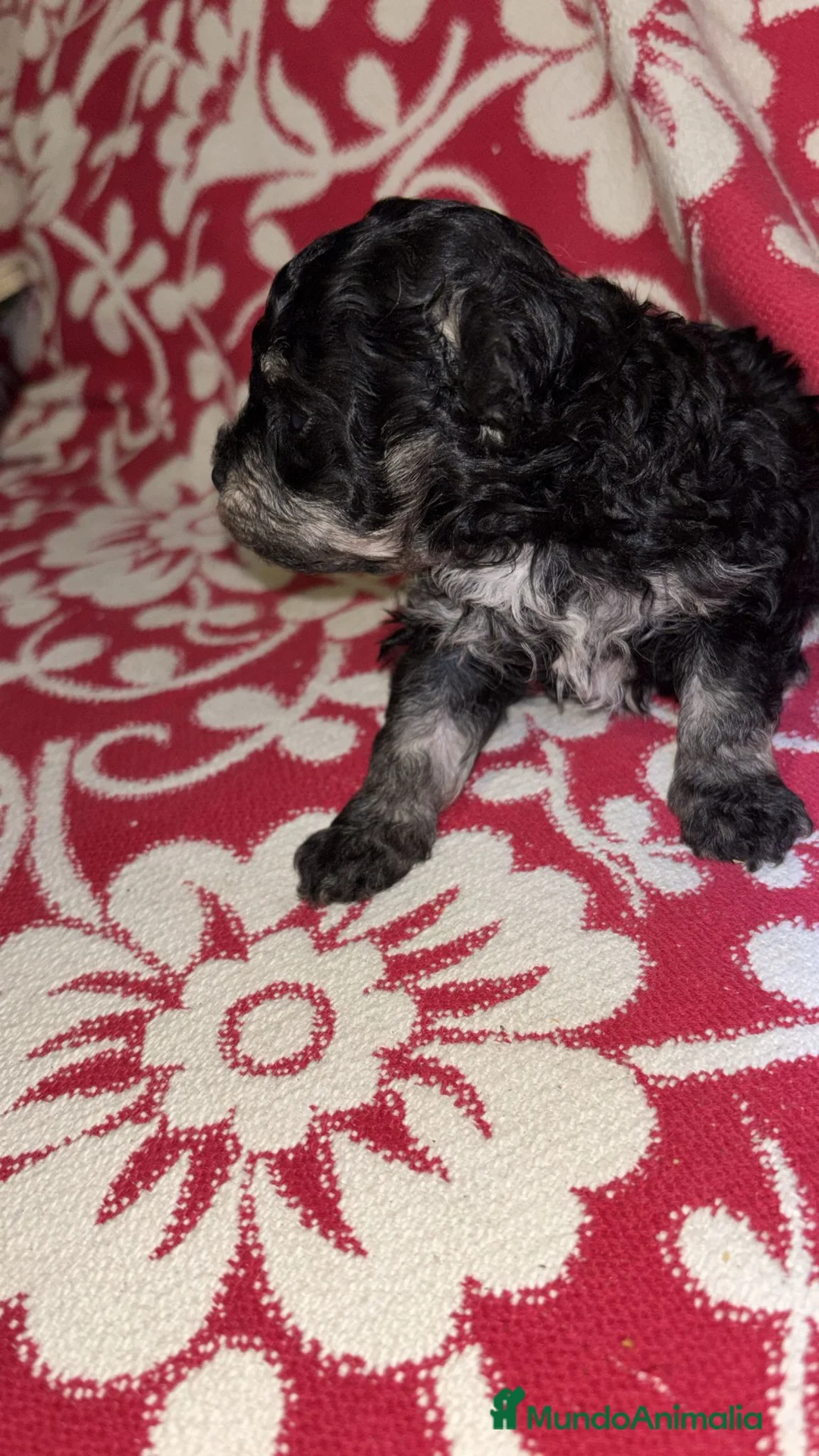 Maltipoo perros en venta: MALTIPOO - Anuncio 1