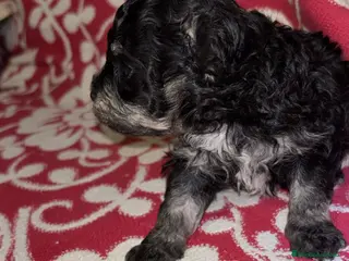 Maltipoo perros MALTIPOO - Anuncio 1