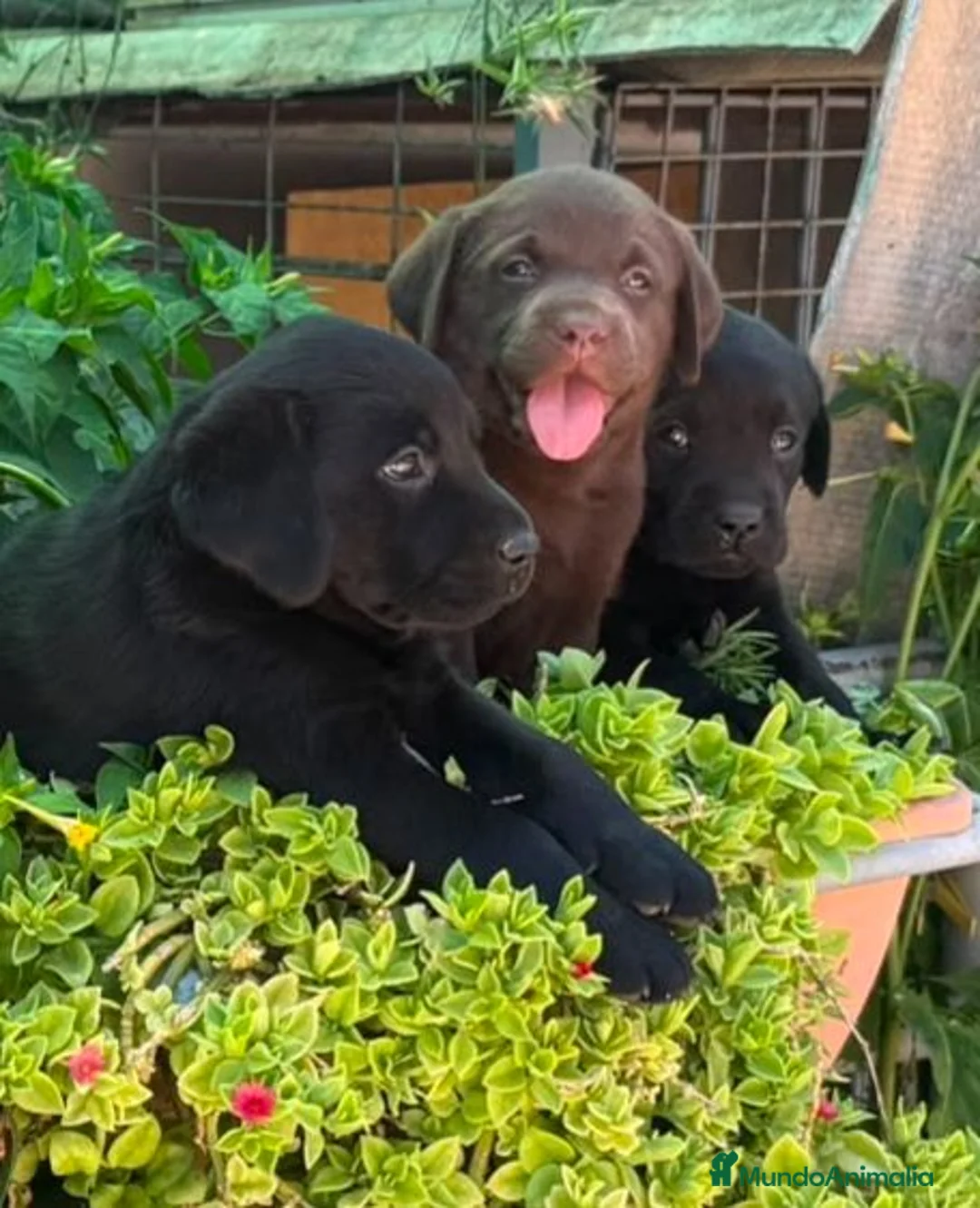 Labrador Retriever perros en venta: Camada de Labradores - Anuncio 1