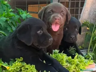 Labrador Retriever perros Camada de Labradores - Anuncio 1