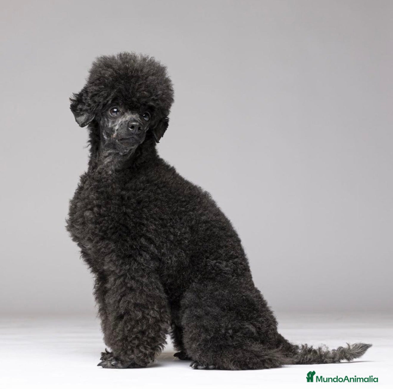 Caniche Toy perros Caniche Toy Hembra - Anuncio 1