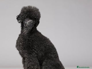 Caniche Toy perros Caniche Toy Hembra - Anuncio 1