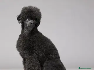 Caniche Toy perros Caniche Toy Hembra - Anuncio 3