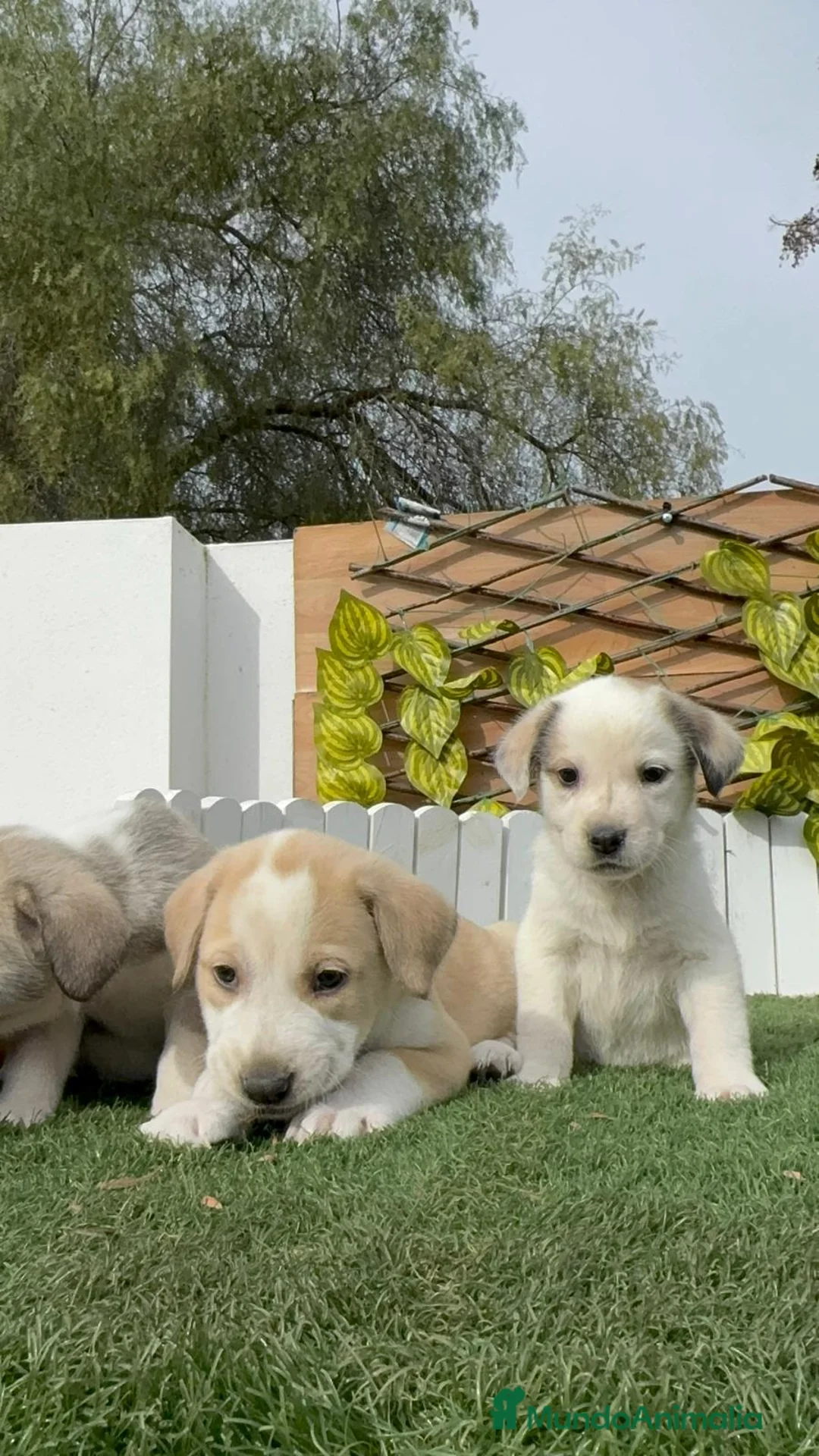 Mastín Español perros en venta: MASTIN ESPAÑOL HEMBRAS - Anuncio 8