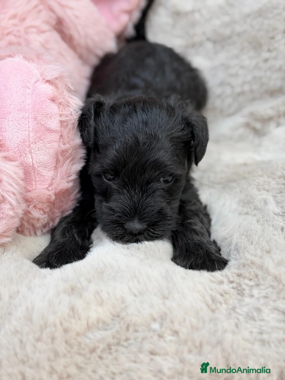 Schnauzer Miniatura perros en venta: SCHNAUZER MINIATURA GRAN CALIDAD - Anuncio 11