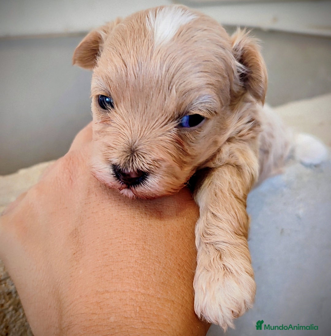 Maltipoo perros en venta: Maltipoo cachorros  - Anuncio 4