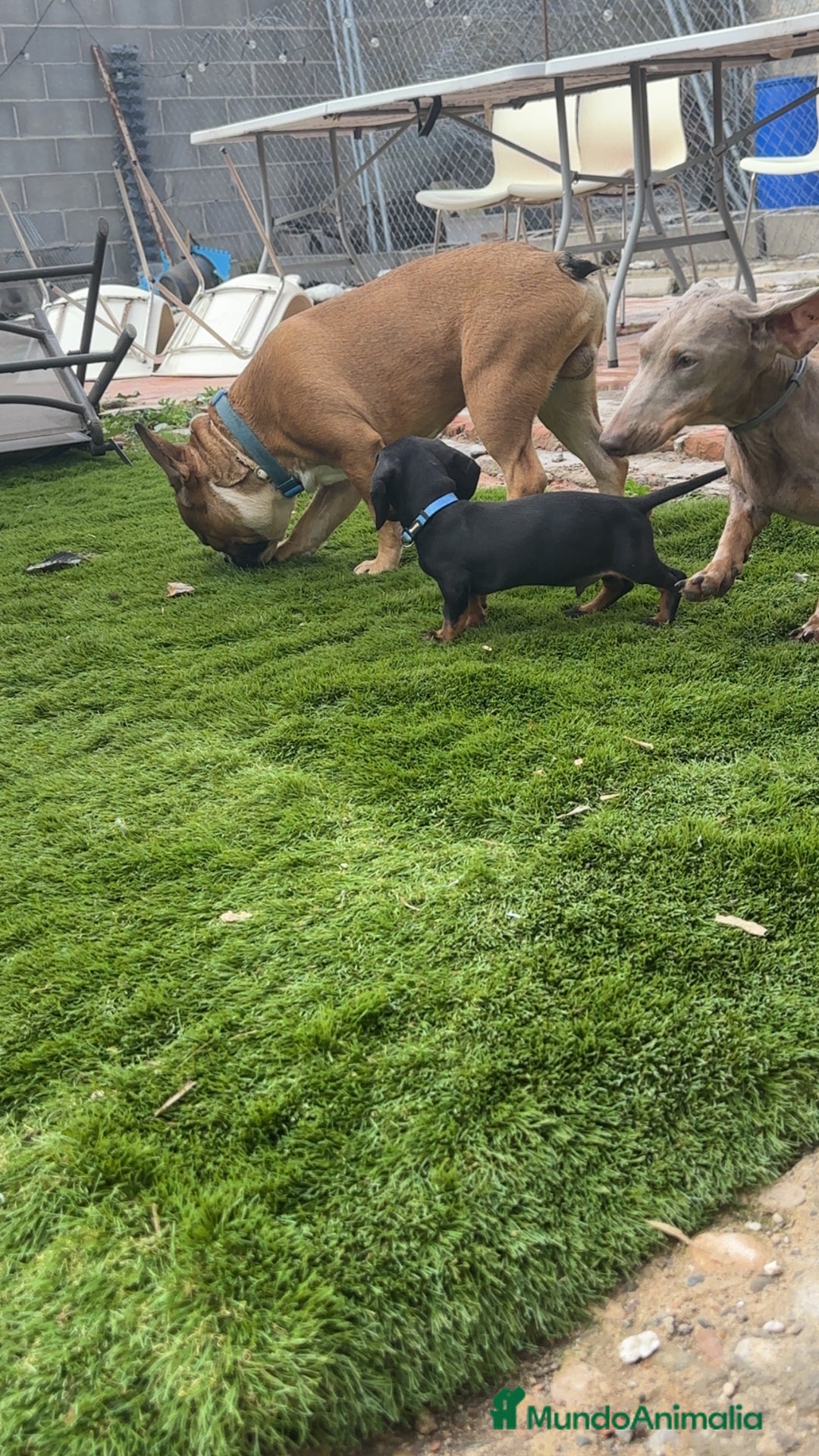 Teckel perros en venta: Cachorritos salchichas miniaturas - Imagen 11